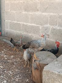 Galline Livornesi collo argento e Australorp