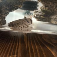 Polypterus endlicherii