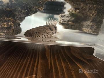 Polypterus endlicherii