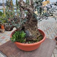 Prebonsai olivastro