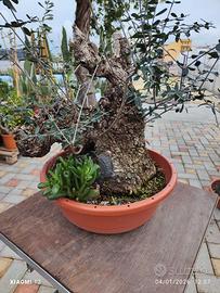 Prebonsai olivastro