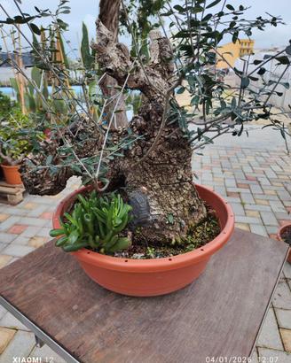Prebonsai olivastro