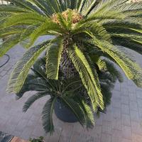 Splendida Cycas Revoluta di grandi dimensioni