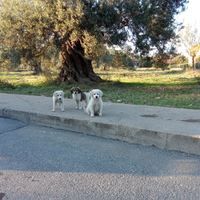 Tre cuccioli in adozione