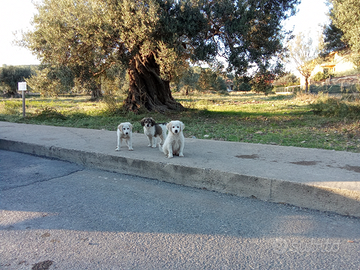 Tre cuccioli in adozione