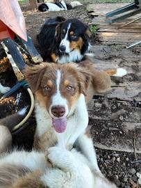 cucciolo australian shepherd pastore australiano 
