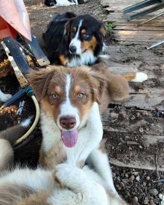cucciolo australian shepherd pastore australiano 