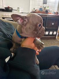 Bulldog fracese