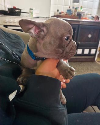 Bulldog fracese