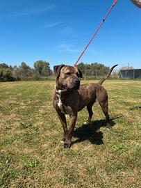 Darko pit meraviglioso di uno- due anni