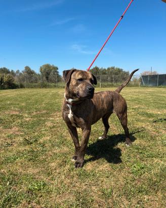 Darko pit meraviglioso di uno- due anni