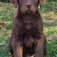 Labrador Chocolate