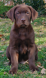 Labrador Chocolate