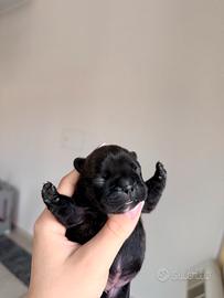 Cucciole di Bulldog francese