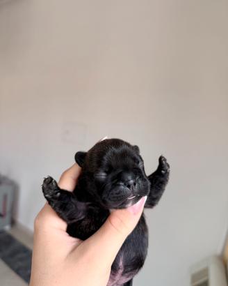 Cucciole di Bulldog francese