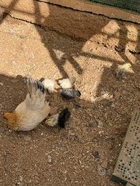 Galline è pulcini ornamentali