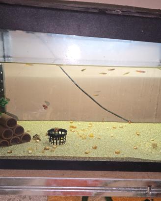 Acquario 60 Litri Completo