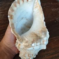 conchiglia Tritonis Charonia