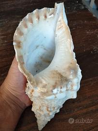 conchiglia Tritonis Charonia