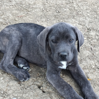 Cuccioli di cane corso
