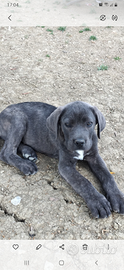 Cuccioli di cane corso