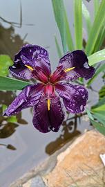 iris Louisiana black gamecock pianta palustre