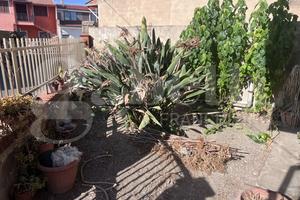 Casa Indipendente Cabras [Cod. rif 3343312VRG]