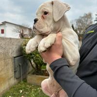 Ultimo cucciolo di boxer