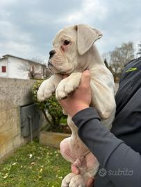 Ultimo cucciolo di boxer