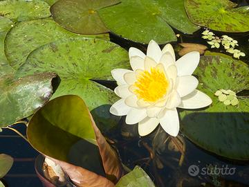 Piante acquatiche per laghetti