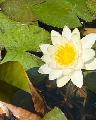 Piante acquatiche per laghetti