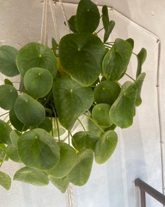 Pianta dei soldi