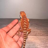 Red pogona vitticeps/drago barbuto rosso