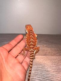 Red pogona vitticeps/drago barbuto rosso