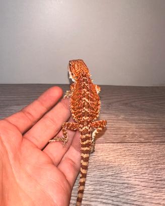 Red pogona vitticeps/drago barbuto rosso