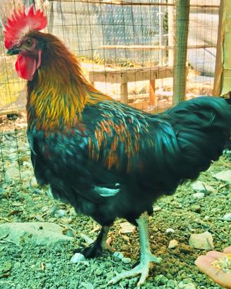 Gallo Marans