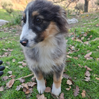 Cuccioli Pastore Australiano