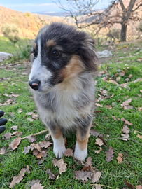 Cuccioli Pastore Australiano