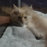 Femmina Maine coon red smoke con bianco