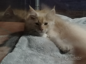 Femmina Maine coon red smoke con bianco