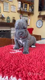 Mastino Napoletano