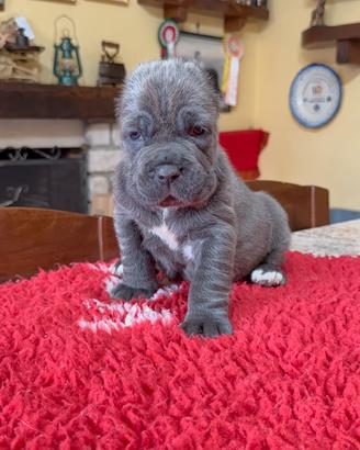 Mastino Napoletano