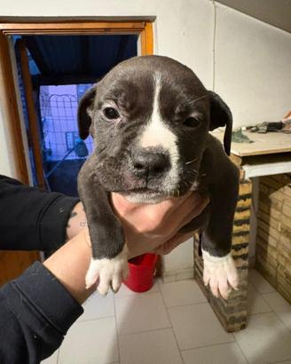 American Pitbull terrier ukc