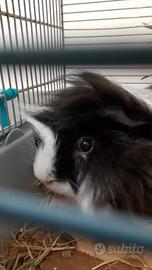 Animali