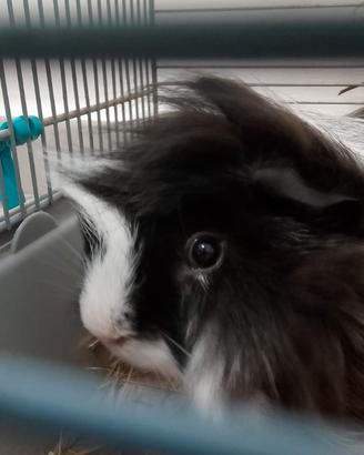 Animali