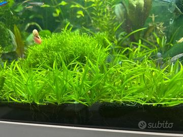 Helanthium pratico semplice acquario + omaggio