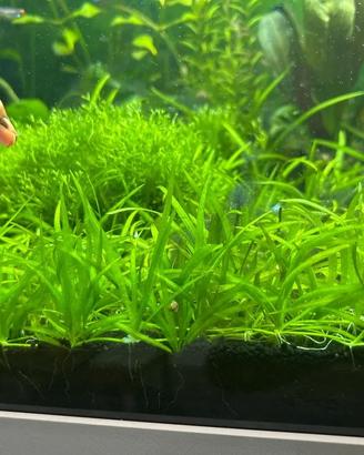 Helanthium pratico semplice acquario + omaggio