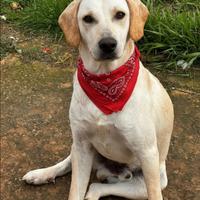 Cane maschio meticcio 8 mesi