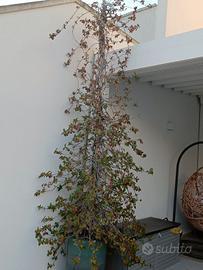 Gelsomino alto 2 metri 