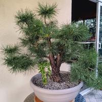 Pre bonsai pino silvestre